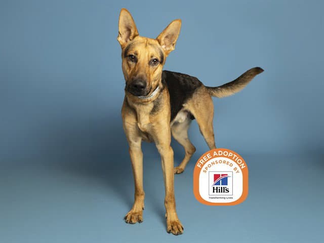 Blaze - German Shepherd Dog