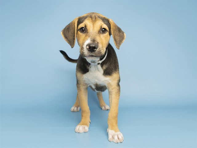 Rob Stark - American Pit Bull Terrier