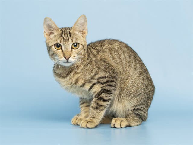 Becca - Domestic Short Hair