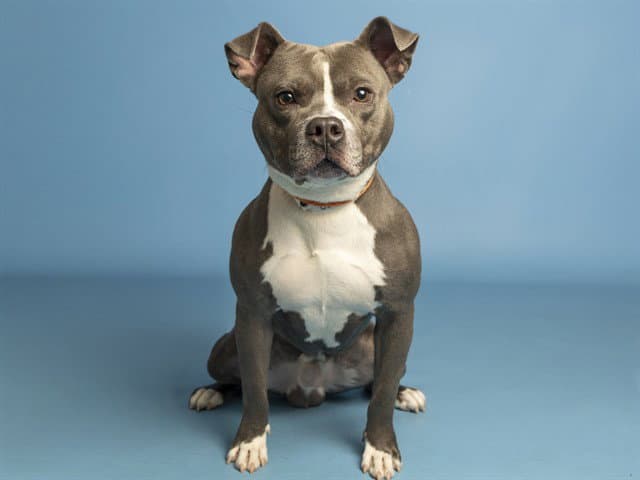 Slinky - American Pit Bull Terrier