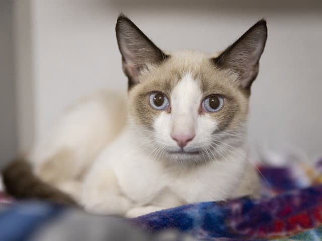 Chubs - Siamese