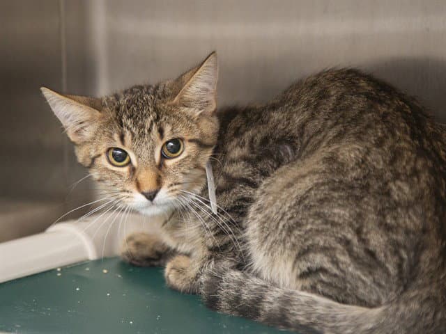 Charles - Domestic Short Hair