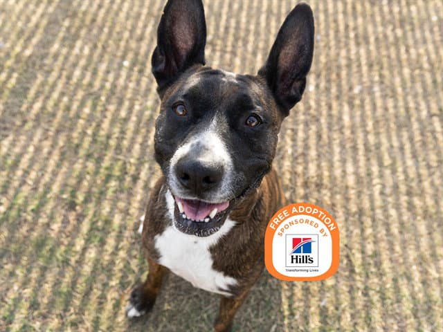 Letty - Staffordshire Bull Terrier