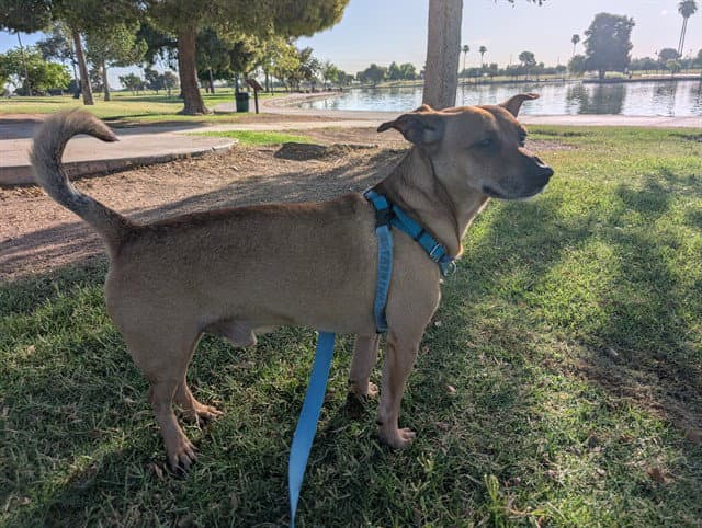 Chachi - Chihuahua