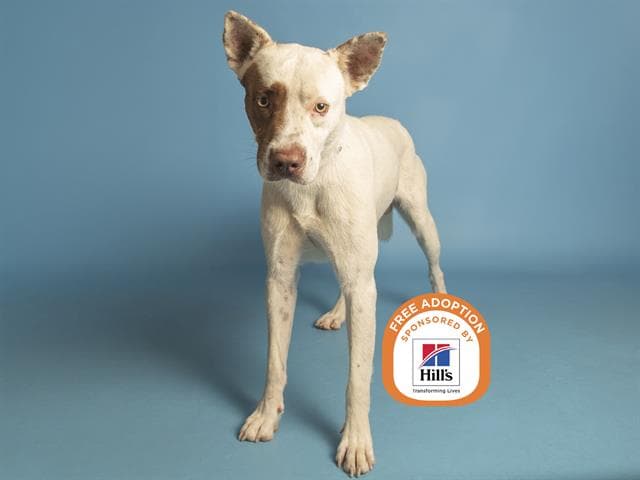 Tyrion - American Pit Bull Terrier