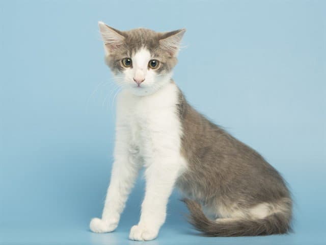 Stevie - Domestic Short Hair