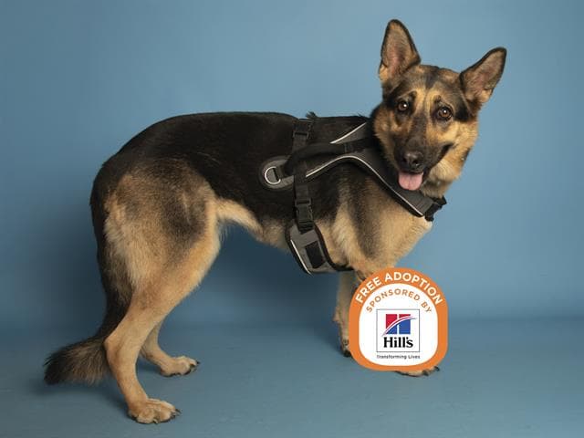 Stella - German Shepherd Dog