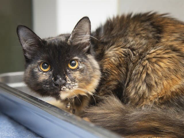 Zara - Domestic Short Hair