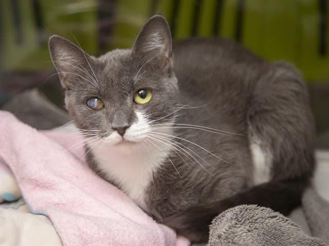Opal - Domestic Short Hair