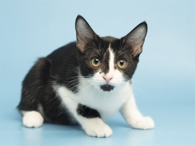 Mary Kate - Domestic Short Hair