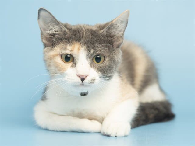 Ashley - Domestic Short Hair