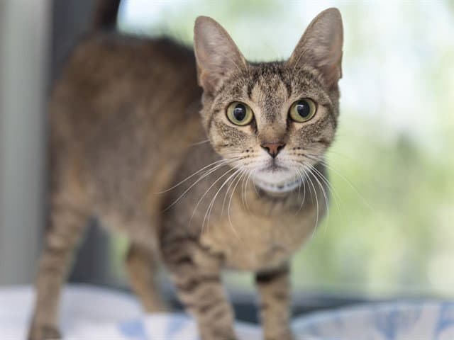Peanut Butter - Domestic Short Hair