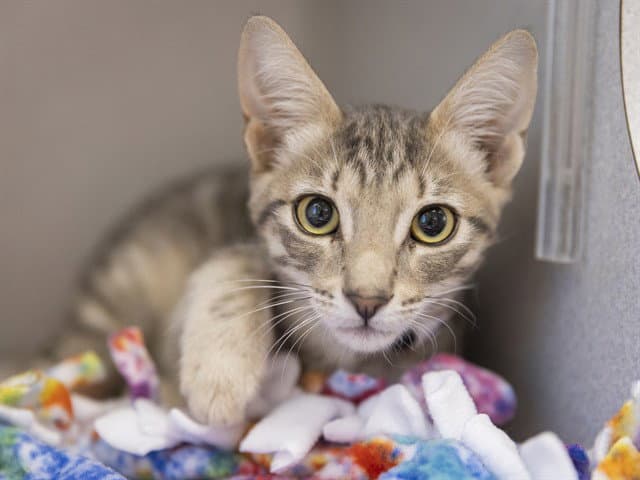 Philly - Domestic Short Hair