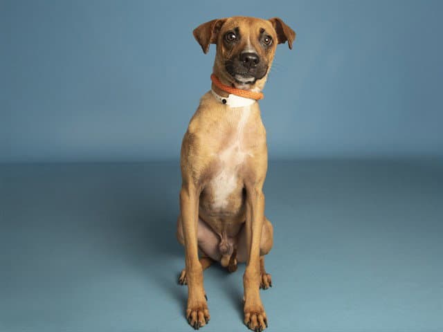 Rufus - Labrador Retriever