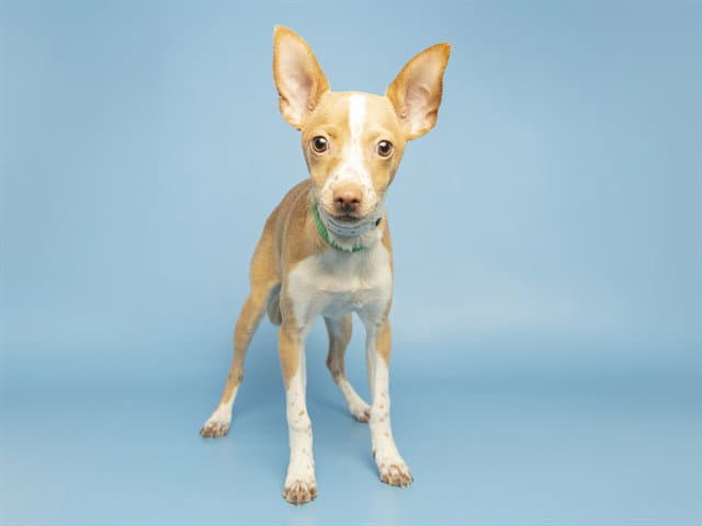Sweet Girl - Chihuahua