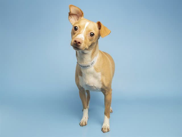 Carmelita - Chihuahua