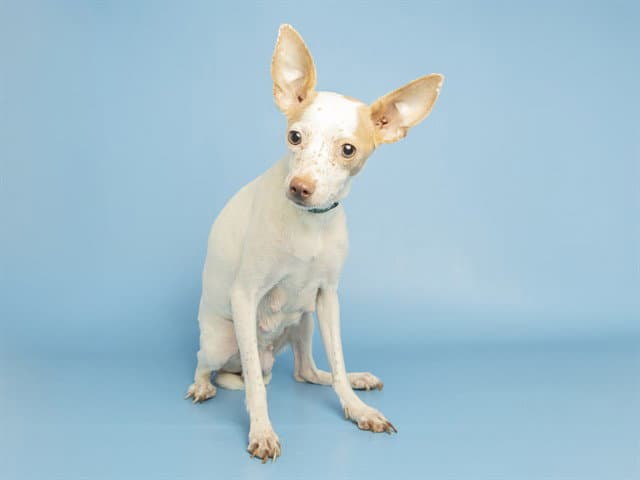 Little Freckles - Chihuahua