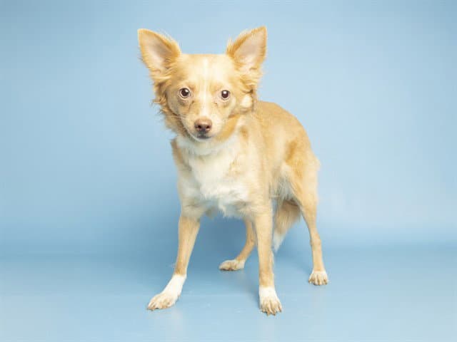 Bombon - Chihuahua