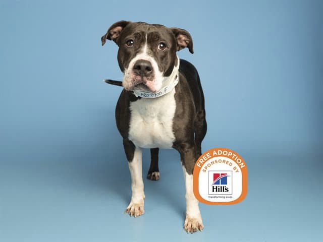 Baby Girl - American Pit Bull Terrier