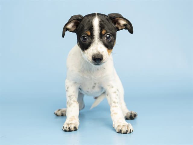 Bugsy - Chihuahua