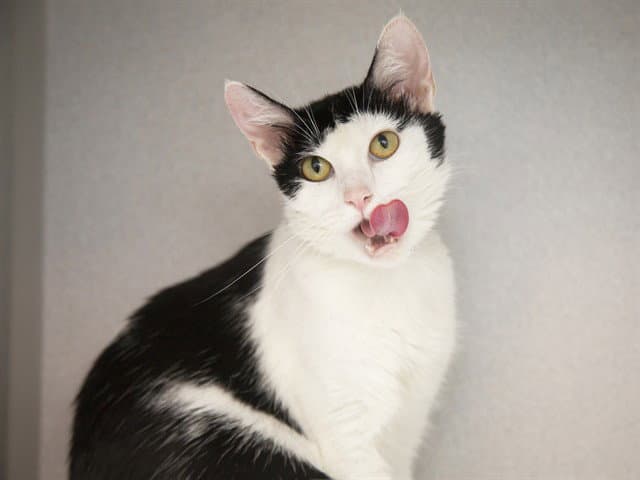 Ms Frizzle - Domestic Short Hair