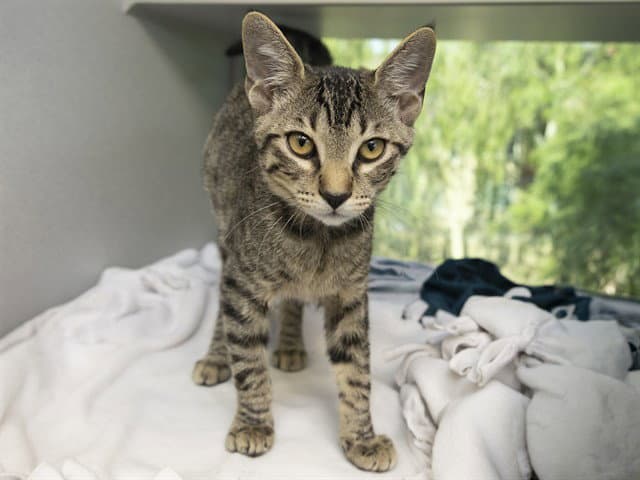 Hazelnut - Domestic Short Hair