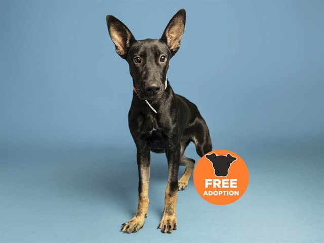 Frankie - German Shepherd Dog