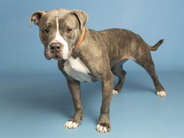 Lacey - American Pit Bull Terrier