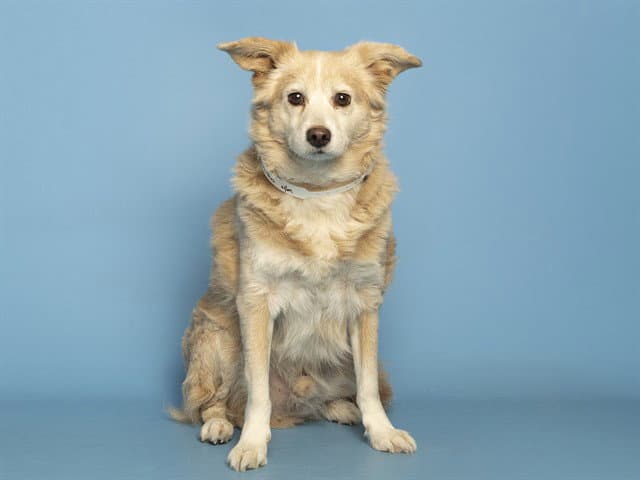 Rango - Pembroke Welsh Corgi