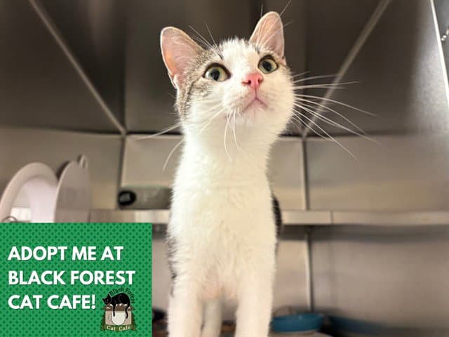 Monica - Domestic Short Hair