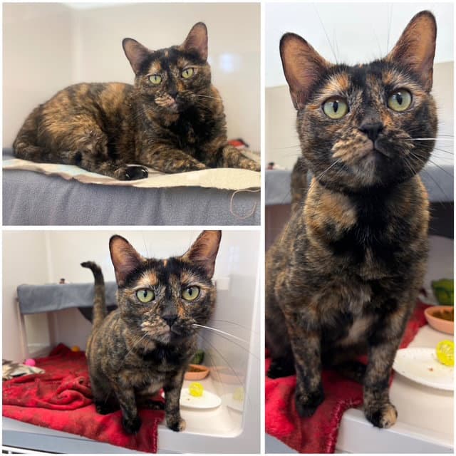 Ripley - Domestic Short Hair