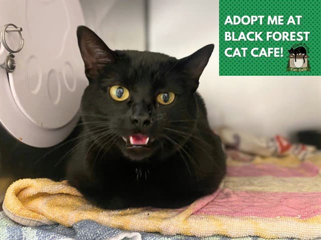 Meekah - Domestic Short Hair