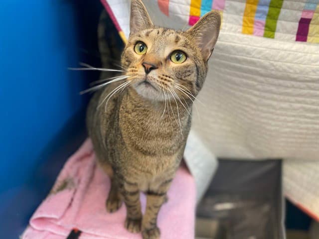 Cassanova - Domestic Short Hair