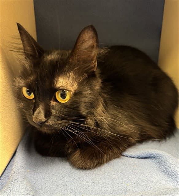 Spooky - Domestic Short Hair