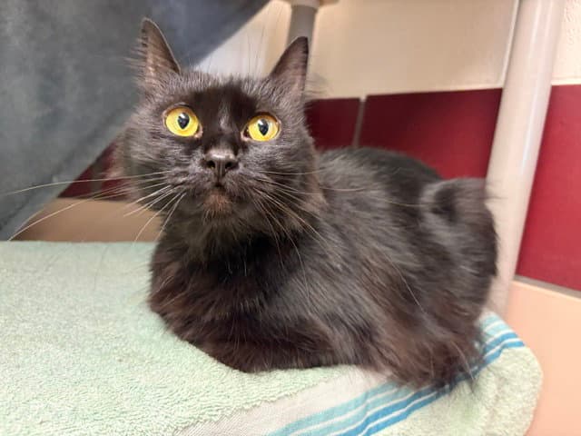 Spooky - Domestic Short Hair