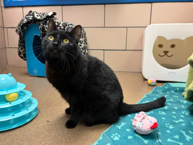 Midnight - Domestic Short Hair