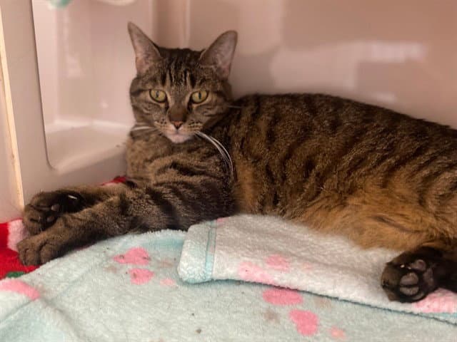 Jill - Domestic Short Hair