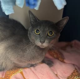 Cleo image 1