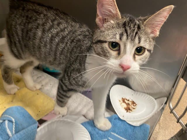 Henry - Domestic Short Hair