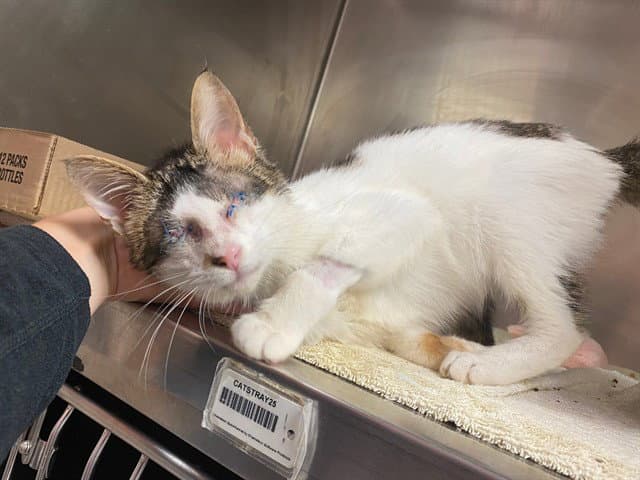 Kenshi - Domestic Short Hair