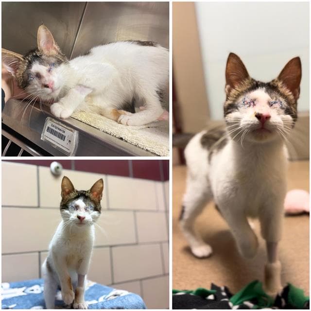 Kenshi - Domestic Short Hair