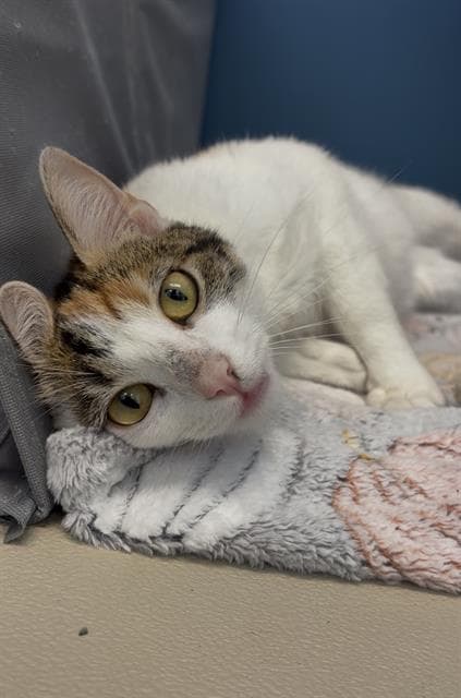 Sephora - Domestic Short Hair