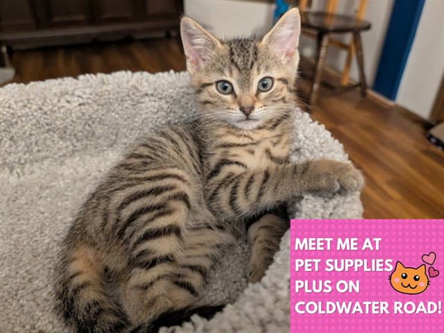 Maple - Domestic Short Hair