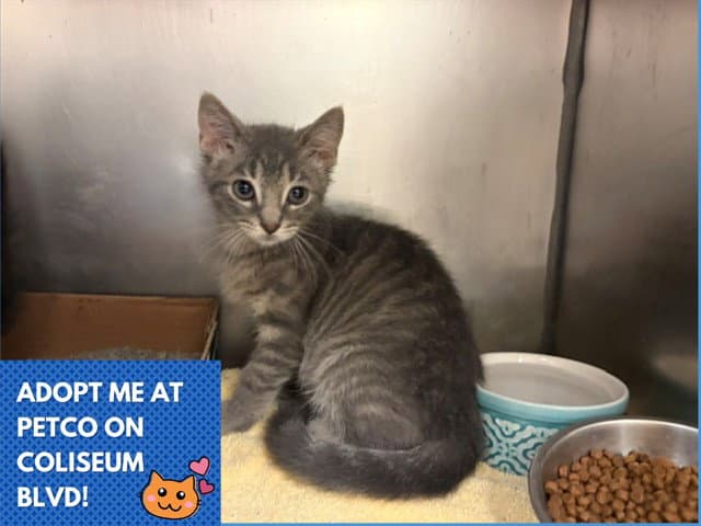 Kevin - Domestic Short Hair