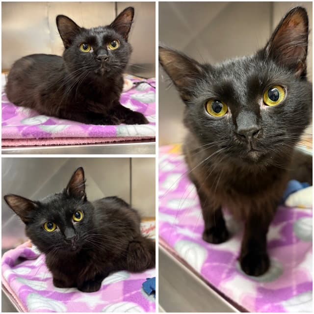 Vader - Domestic Medium Hair