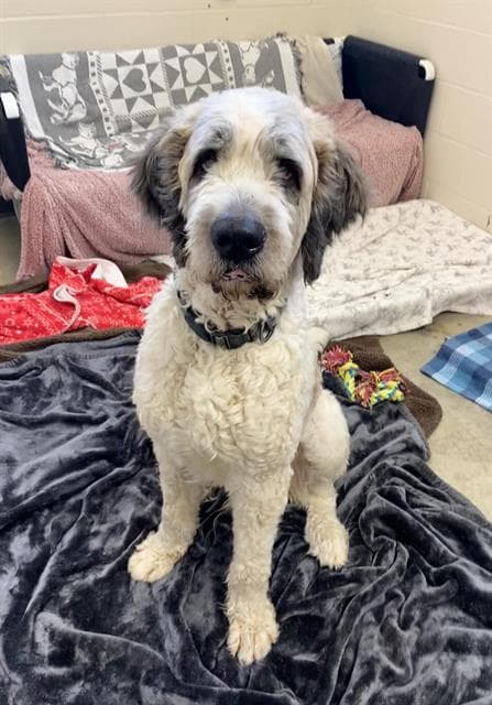 Phatty - Poodle (Standard)