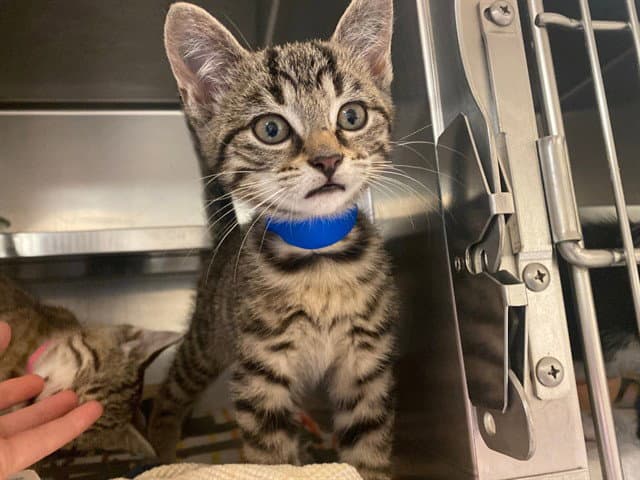Shrek - Domestic Short Hair