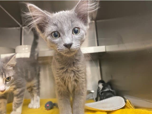 Bonk - Domestic Medium Hair