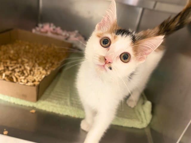 Squiggle - Domestic Short Hair