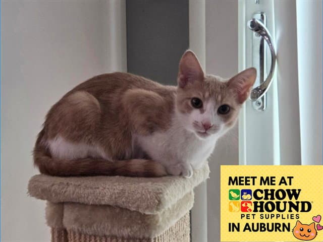Bubbles - Domestic Short Hair